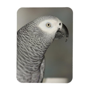 Stently African Gray Parrot Magnet