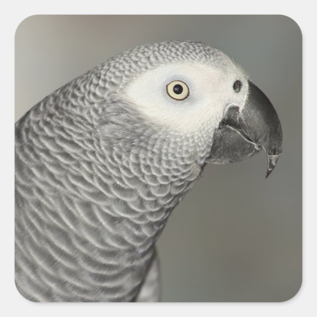 Stently African Gray Parrot Quadratischer Aufkleber (Vorderseite)