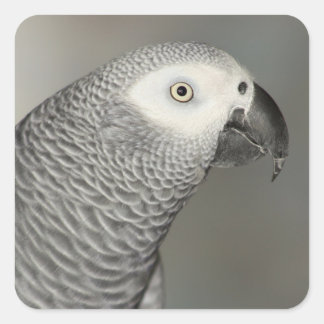 Stently African Gray Parrot Quadratischer Aufkleber