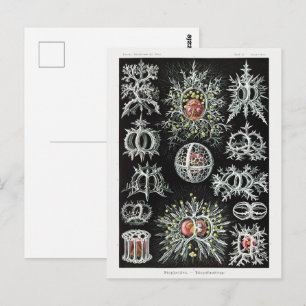 Stephoidea–Ringelstrahlinge Ernst Haeckel Postkarte