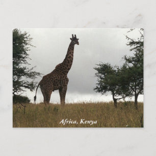 Steppengiraffe in freier Wildbahn Postkarte