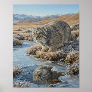 Steppenkatze Manul Bach Reflexion Bergsteppe Poster