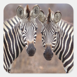 Steppenzebras, Kruger-Nationalpark Quadratischer Aufkleber