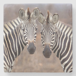 Steppenzebras, Kruger-Nationalpark Steinuntersetzer