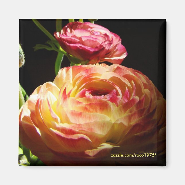 Stepping Stones Magnet (Vorne)