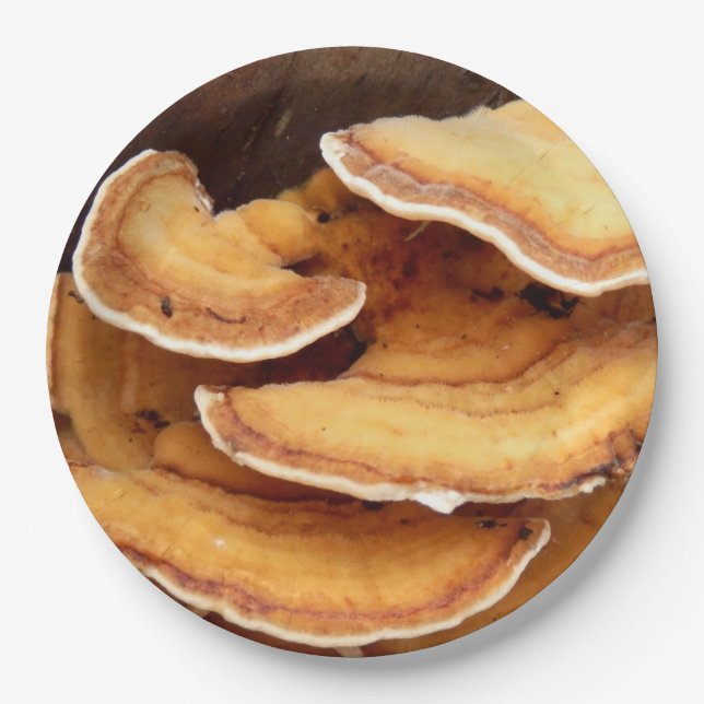 Stereum Hirsutum Fungi Paper Teller (Vorderseite)