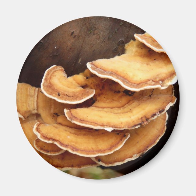 Stereum Hirsutum Mushroom Magnet (Vorne)