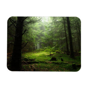 Sterious Wald Magnet