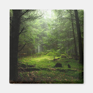 Sterious Wald Magnet