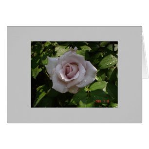 Sterling Silver Rose