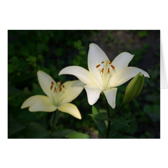 Sterling Star Lilies Karte (Vorderseite (Horizontal))