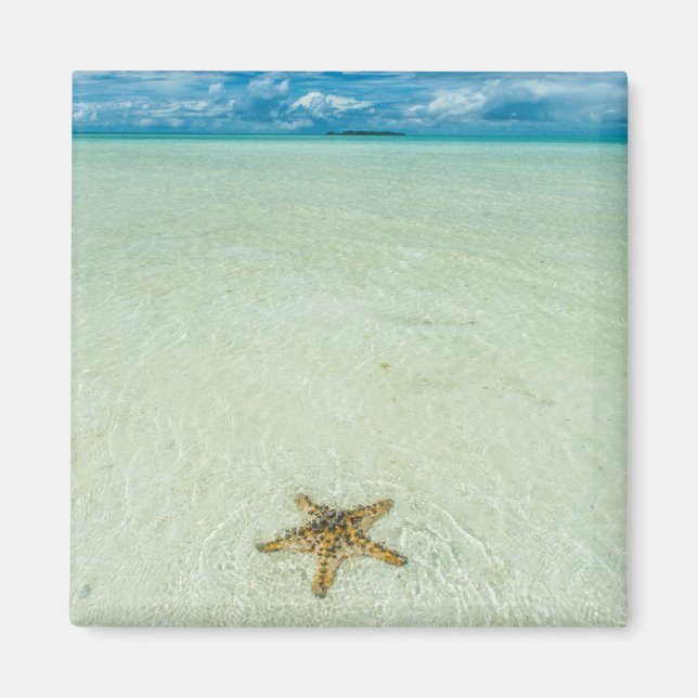 Stern am Meer in flachem Wasser, Palau Magnet (Vorne)