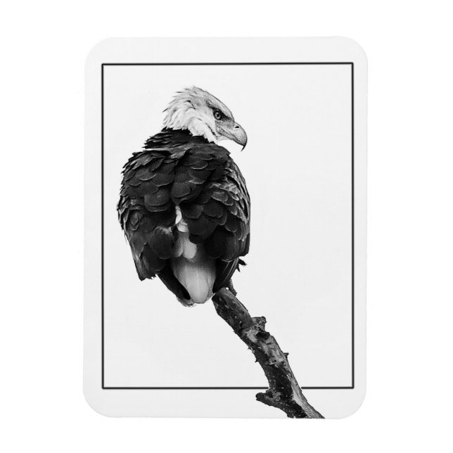 Stern Bald Eagle Magnet (Vertikal)