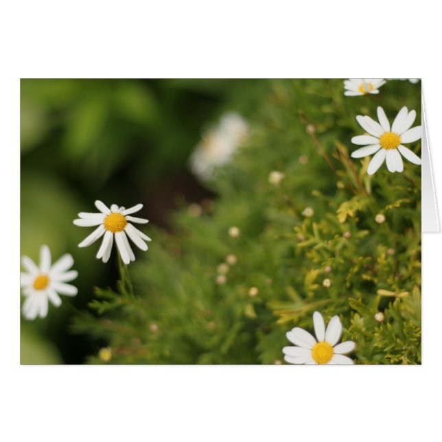 Stern-Blumen (Vorderseite (Horizontal))