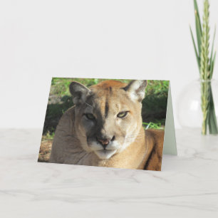 Stern Cougar Birthday Card Feiertagskarte