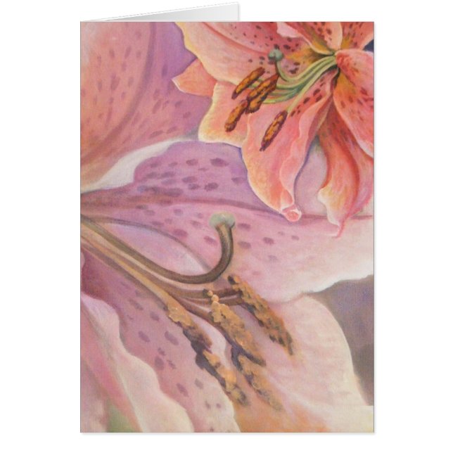 Stern-Gaffer-Lilie (Vorne)