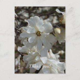 Stern-Magnolie blüht Dankeschön-Postkarte Postkarte