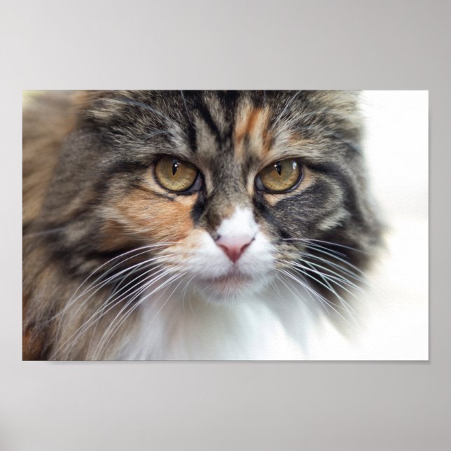 Stern Maine Coon Poster (Vorne)