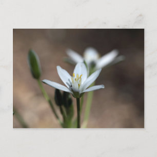 Stern-of-Bethlehem-Blume (Ornithogalum umbellatum) Postkarte