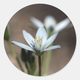 Stern-von-Bethlehem (Ornithogalum umbellatum) Runder Aufkleber