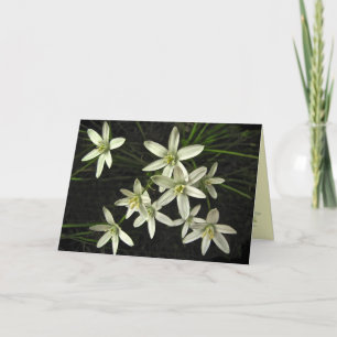 Stern von Bethlehem Weihnachten