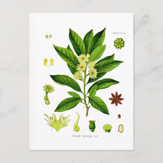 Sternanise Postkarte (Vorderseite)