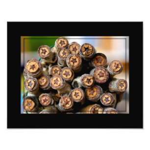 Sterne entlang der Rio Grande Baumwollbaumen Fotodruck