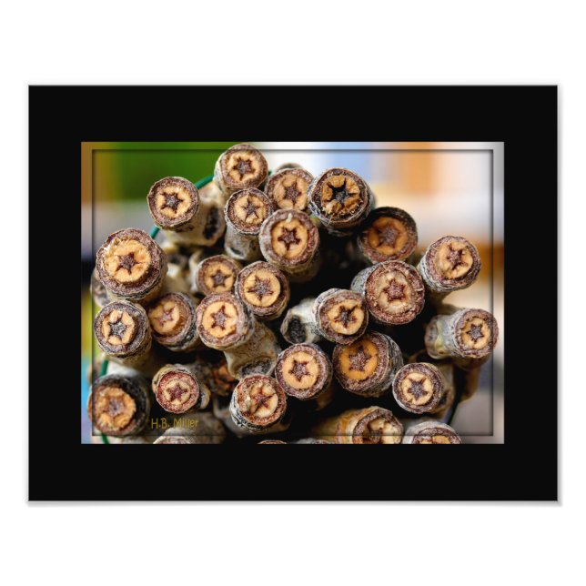 Sterne entlang der Rio Grande Baumwollbaumen Fotodruck (Vorne)