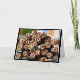 Sterne entlang der Rio Grande Baumwollbaumen Karte