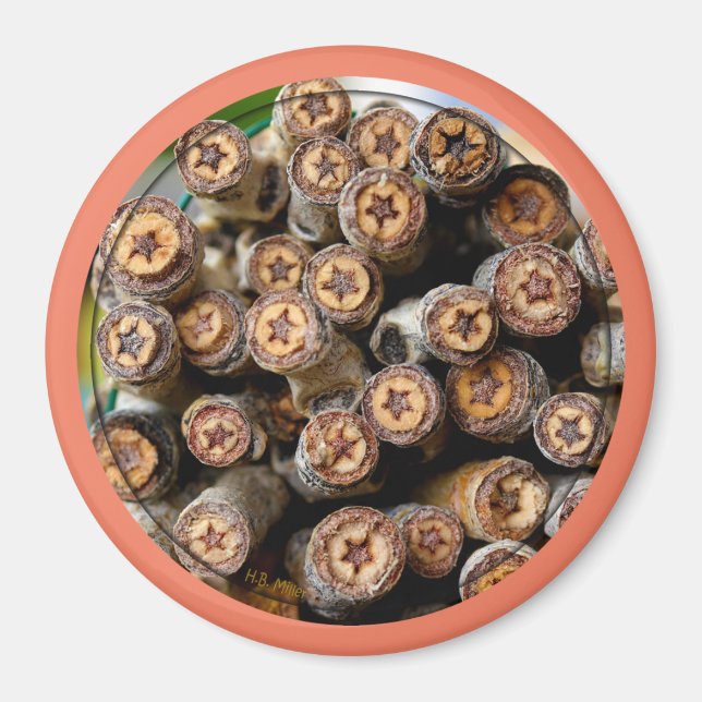 Sterne entlang der Rio Grande Baumwollbaumen Magnet (Vorne)