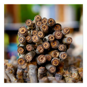 Sterne entlang der Rio Grande Baumwollbaumen Poster