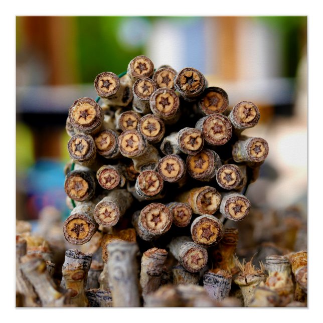 Sterne entlang der Rio Grande Baumwollbaumen Poster (Vorderseite)