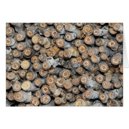 Sterne entlang der Rio Grande Cotton Wood Trees Ta