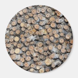 Sterne entlang der Rio Grande Cotton Wood Trees Ta Magnet