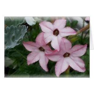 Sterne (Nicotainia) Blume