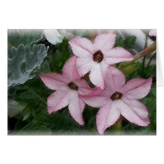 Sterne (Nicotainia) Blume (Vorderseite (Horizontal))