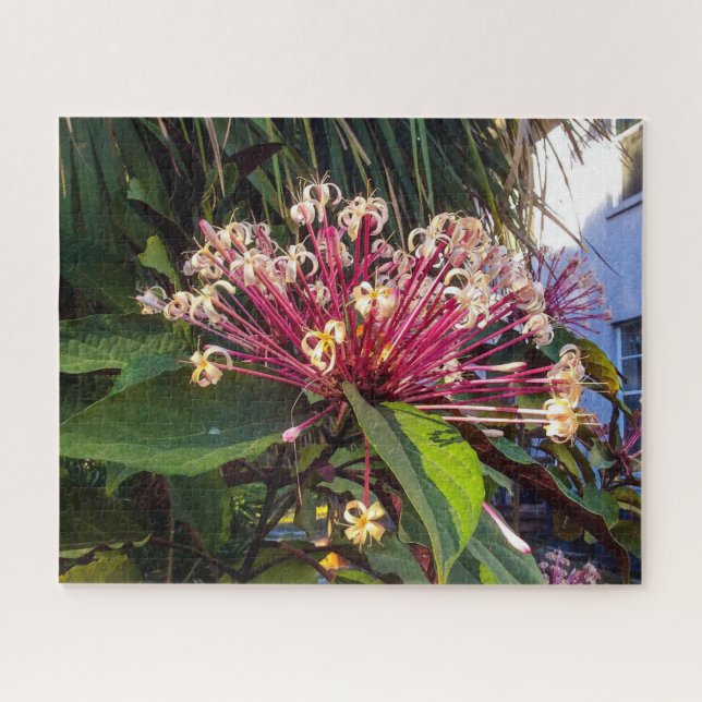 Sternexplosion Clerodendrum Blume Puzzle (Horizontal)