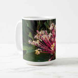 Sternexplosion Clerodendrum Blume Tasse