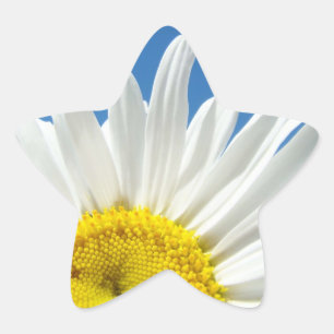 Sternförmige Aufkleber Weiße Gänseblümchen Blumen 