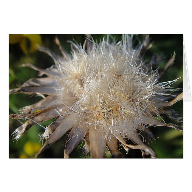 Sternförmige Strohblüte, Grusskarte, Decke (Vorderseite (Horizontal))