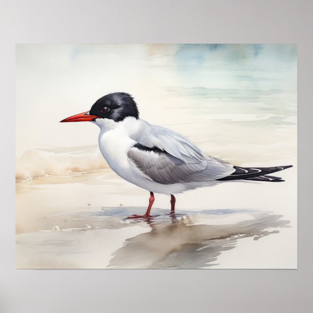 Sternidae Bird Art Print Poster (Vorne)