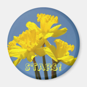 Sterns! Gelbe Daffodils Magnete Blue Sky Floral