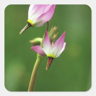 Sternschnuppen-Wildblume, Kalifornien, USA Quadratischer Aufkleber