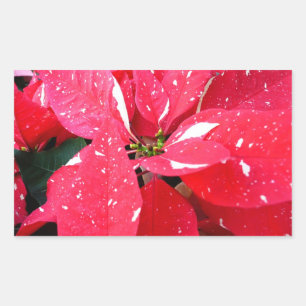 Sterntaler-Überraschung Weihnachtsstern Holiday Fl Rechteckiger Aufkleber