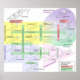 Steroidogenese Biologische Chemikalie Poster