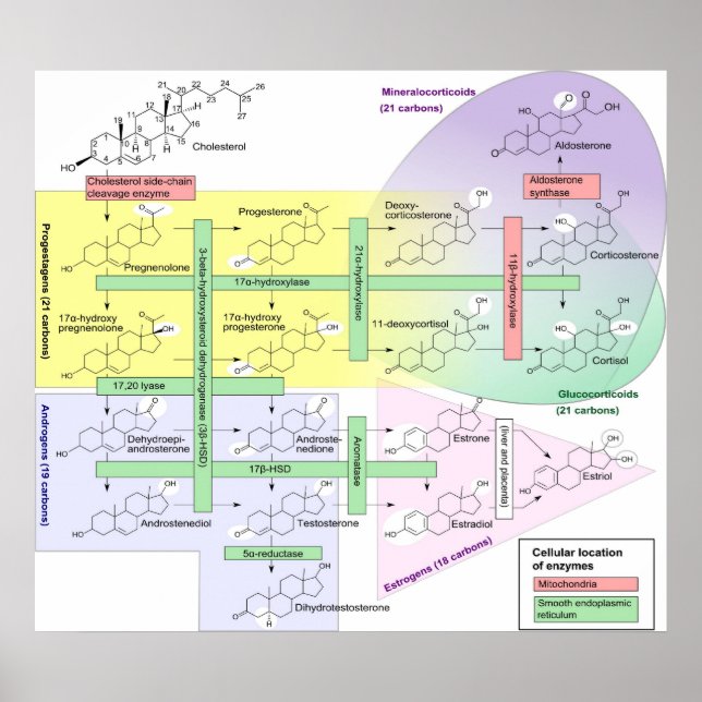 Steroidogenese Biologische Chemikalie Poster (Vorne)