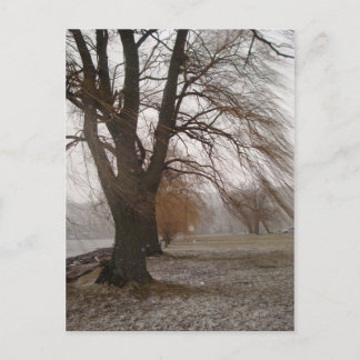 Stewart Park, Cayuga Lake Postkarte