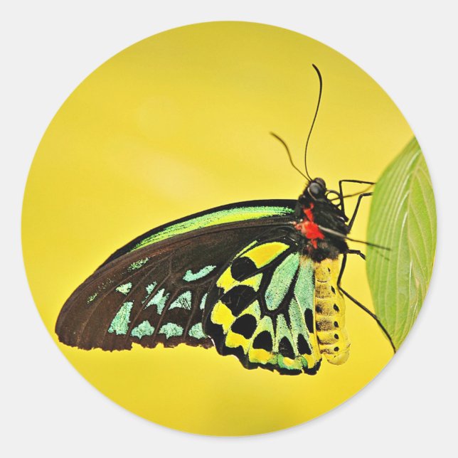 Sticker (Vorderseite)