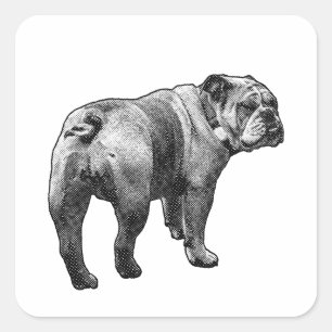 Sticker Bulldogge, freundlicher Blick