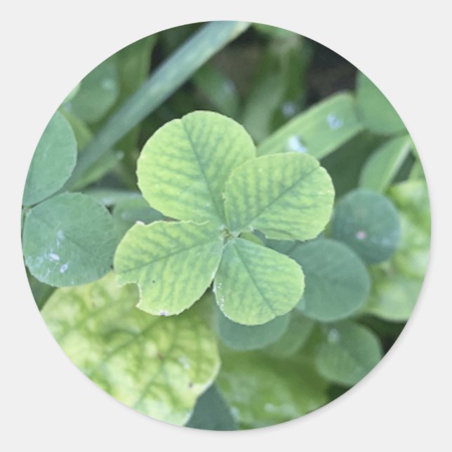 Sticker four leaf clover (Vorderseite)